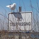 trespassingbirds avatar