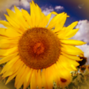 umbrellaendsunflower avatar