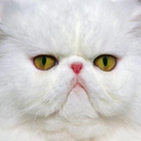 unimpressedcats avatar