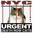 urgentpodrcats avatar