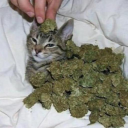 weed-cat avatar