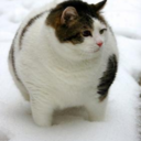 welovefatcats-blog avatar