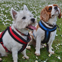 westieandcavie-blog avatar