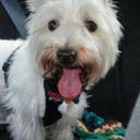 westieswestieswesties avatar