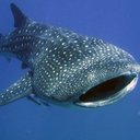 whalesharksandcake avatar