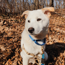 whitejindo avatar