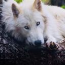 whitewolf-of-rivia avatar