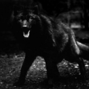 whvlewolf avatar