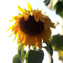 whysosadsunflower avatar