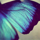 wingsofblue avatar