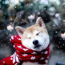 wowgrumpydoge-blog avatar