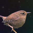 wrenchirps avatar