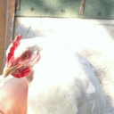 yourdailychickens avatar