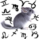 zodiachinchilla avatar